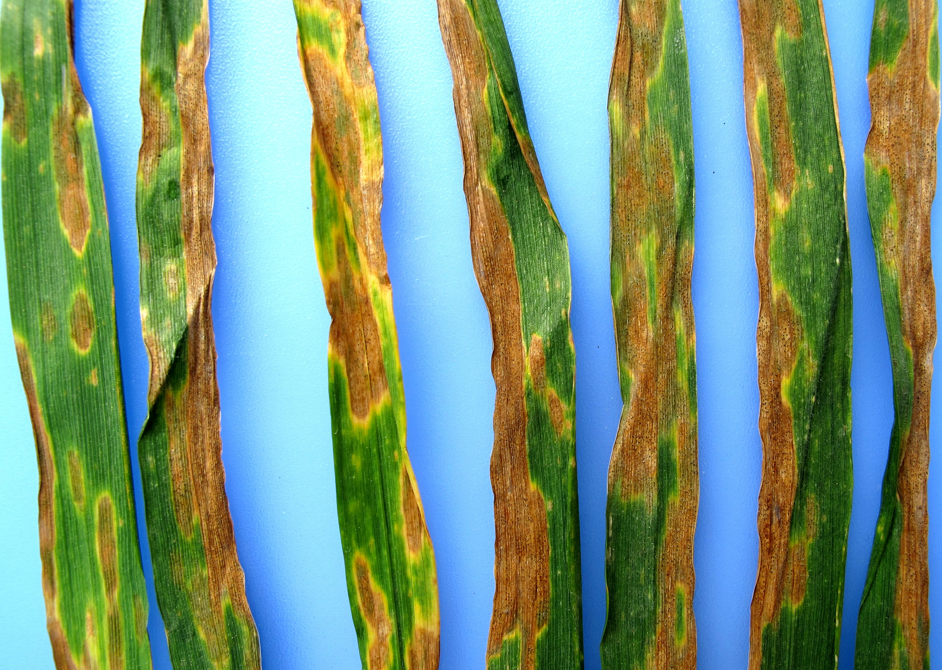 Příznaky septoriové skvrnitost pšenice na listech